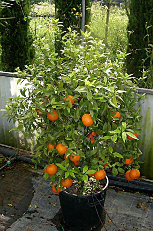Citrus nobilis deliciosa (Mandarinier)