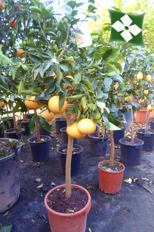 Citrus paradiisi (Pamplemousse)