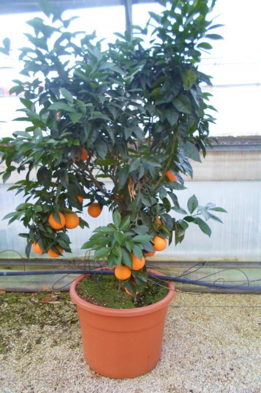 Citrus sinensis (Oranger)