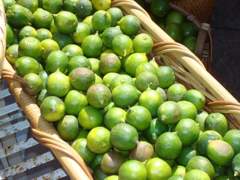 Citrus x aurantifolia (Lime)