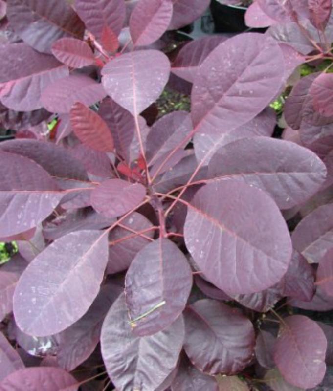 Cotinus coccygria 'Royal Purple'