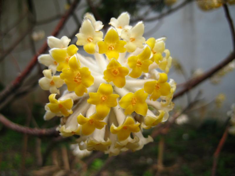 Edgworthia crysantha