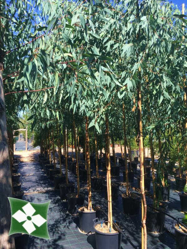 Eucalyptus rostrata