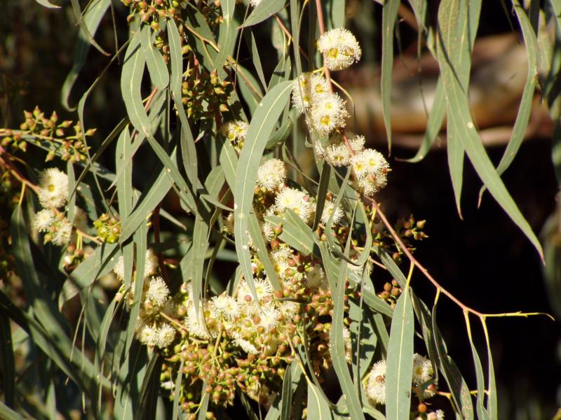 Eucalyptus rostrata