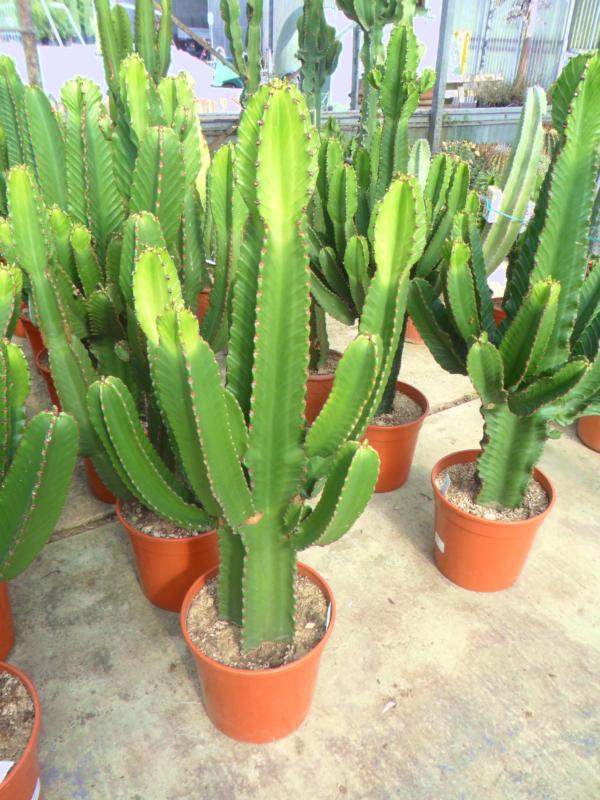 Euphorbia ingens (cactus)