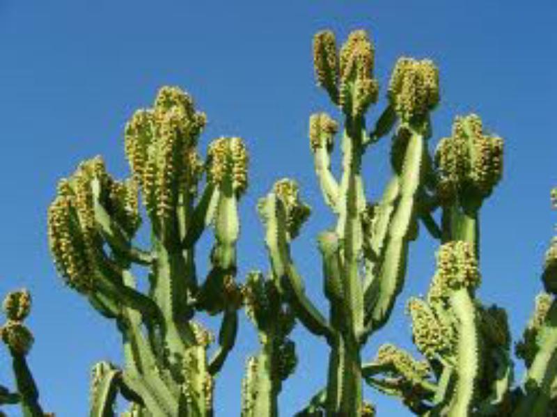 Euphorbia ingens (cactus)