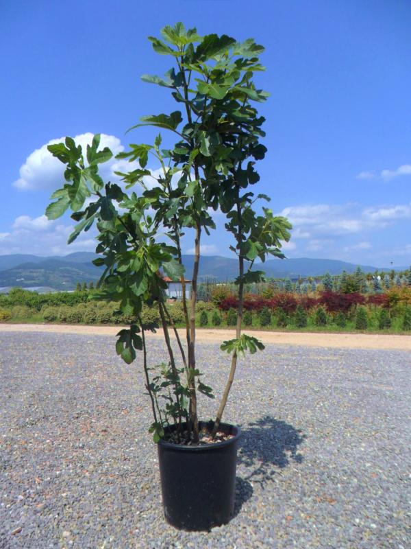 Ficus carica (figuer)