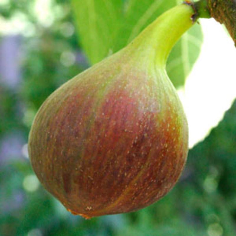 Ficus carica (figuer)