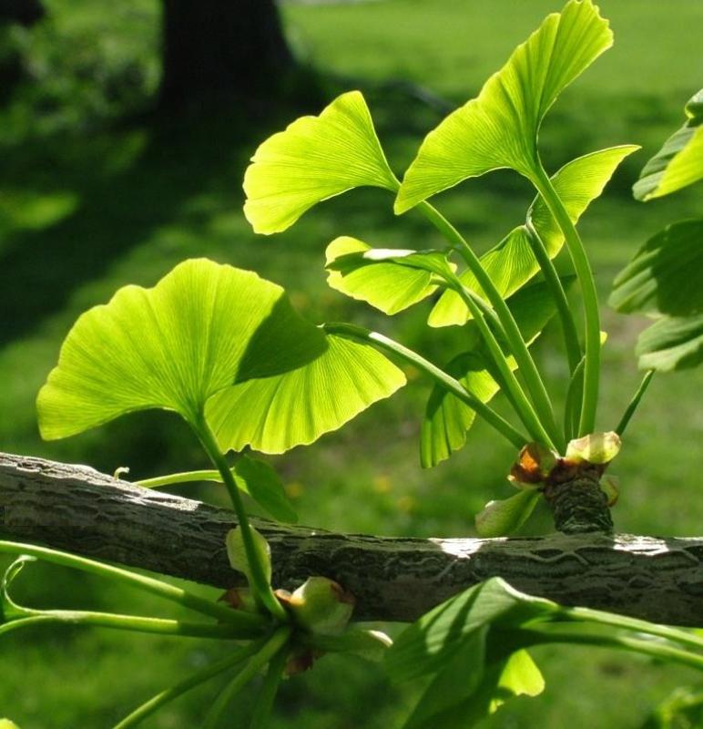 Ginkgo biloba (Salisburia adiantifolia)