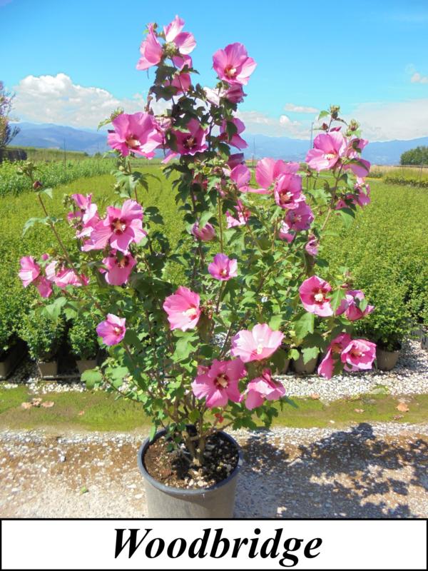 Hibiscus syriacus (En variétés séléctionnées)