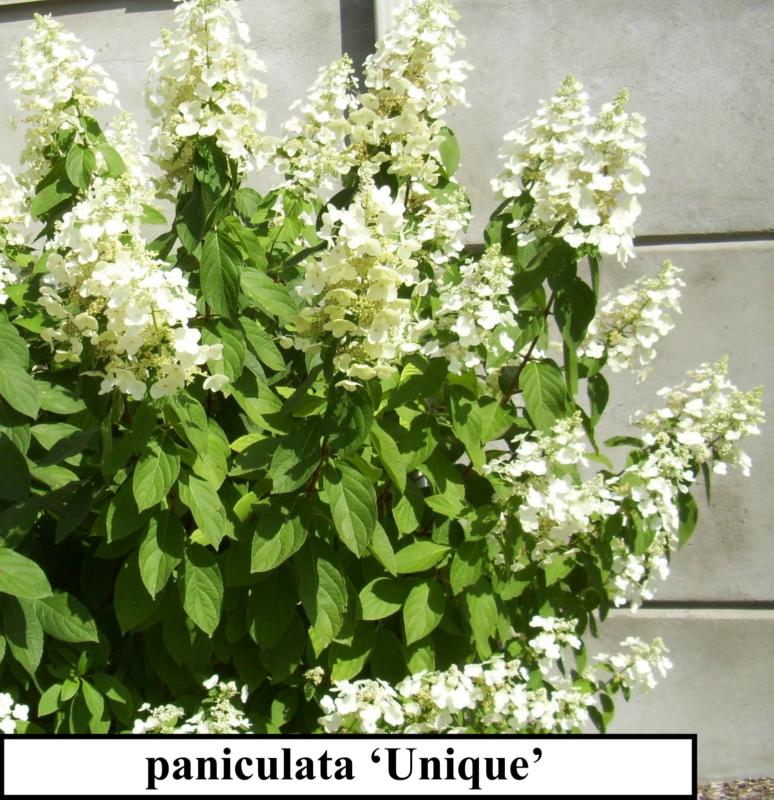Hydrangea paniculata (En variétés séléctionnées)