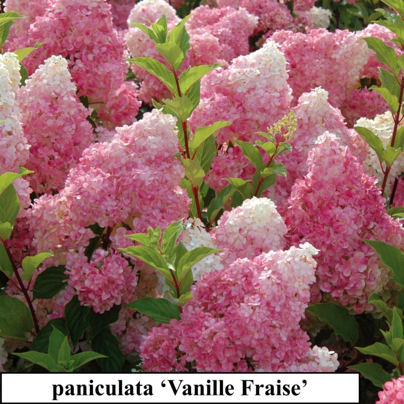 Hydrangea paniculata (En variétés séléctionnées)
