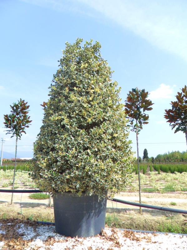 Ilex aquifolium 'Argenteomarginata' ('Albomarginata') ('Argenteovariegata')