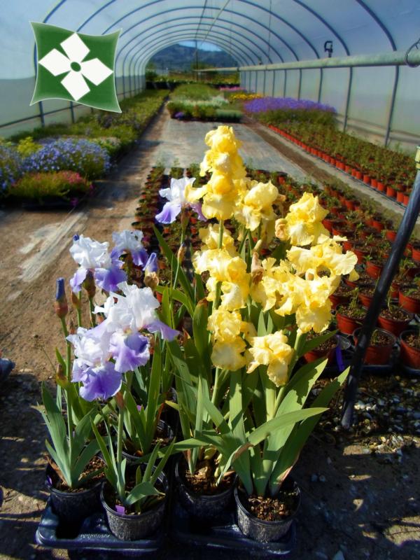Iris germanica (En variétés séléctionnées)