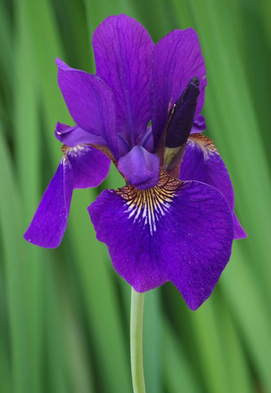 Iris aquatic (En variétés séléctionnées)
