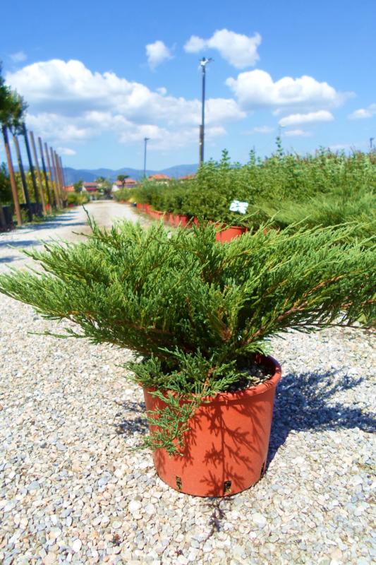 Juniperus horizontalis 'Andorra Compacta'