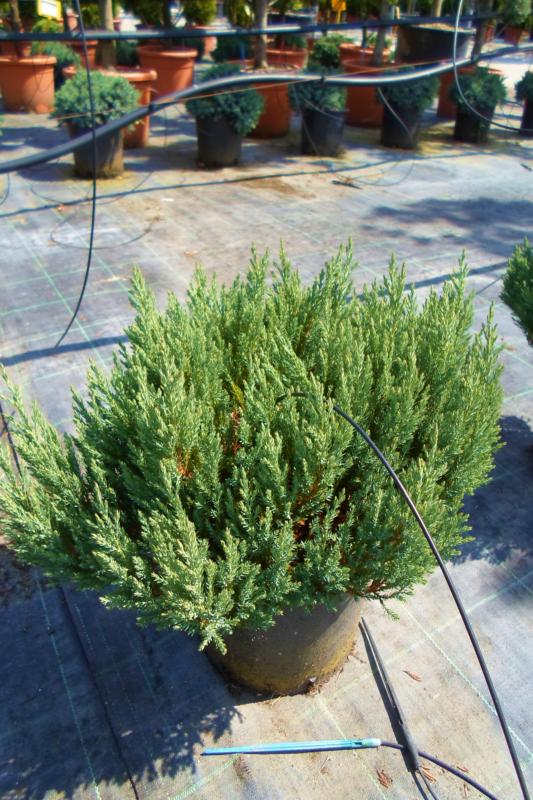 Juniperus conferta 'Blue Pacific'
