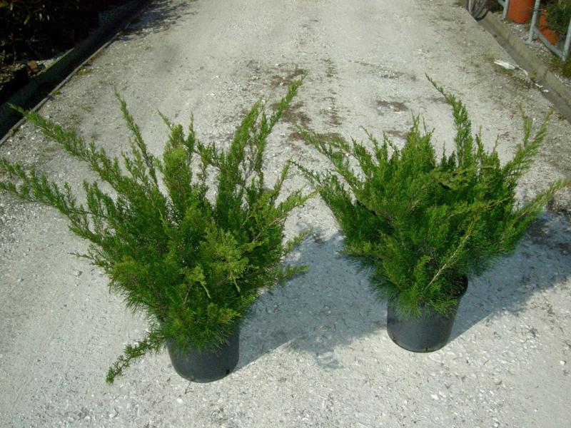 Juniperus x media 'Mint julep'