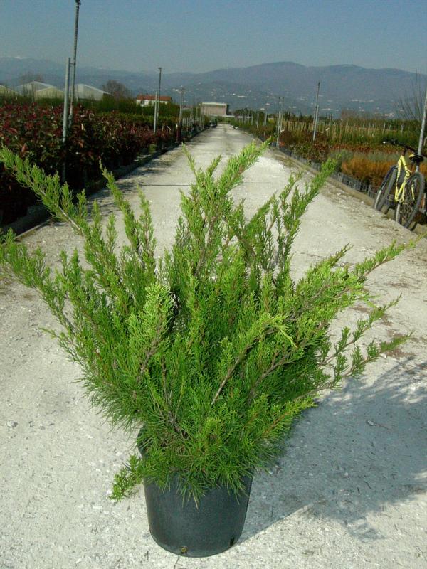 Juniperus x media 'Mint julep'