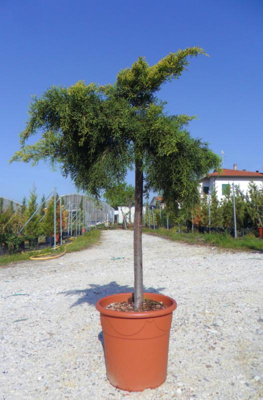 Juniperus x media 'Pfitzeriana Aurea'