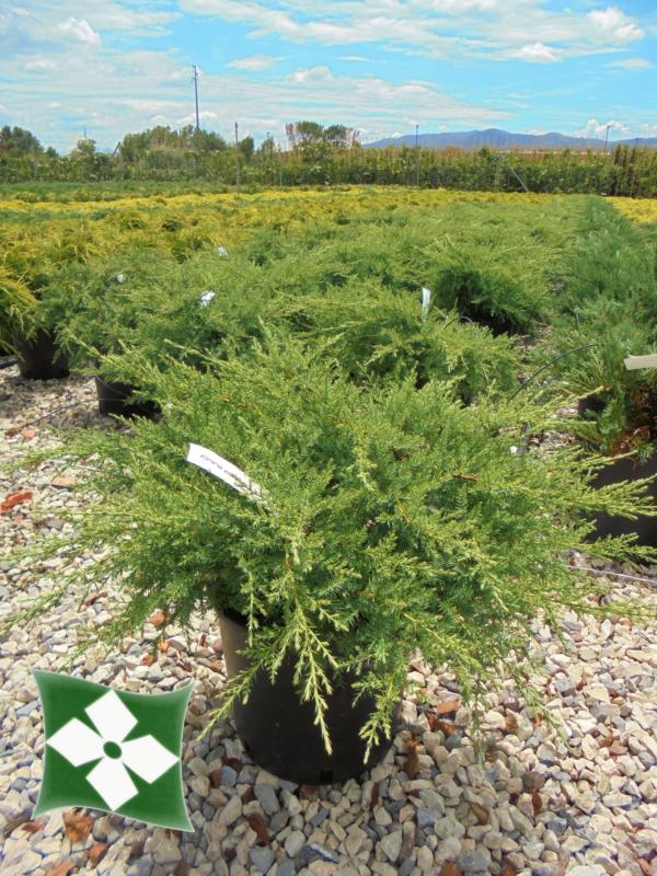 Juniperus x media 'Ptitzeriana Glauca'