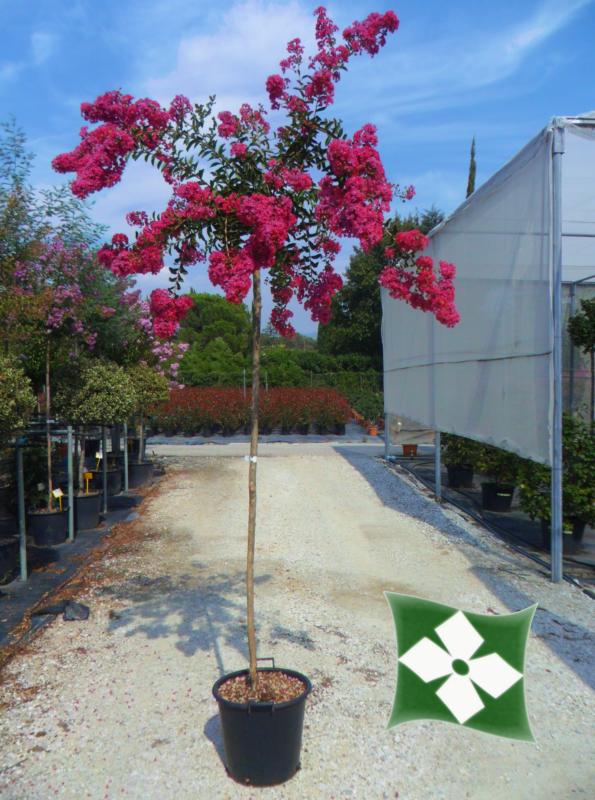 Lagerstroemia indica 'Durant Red'