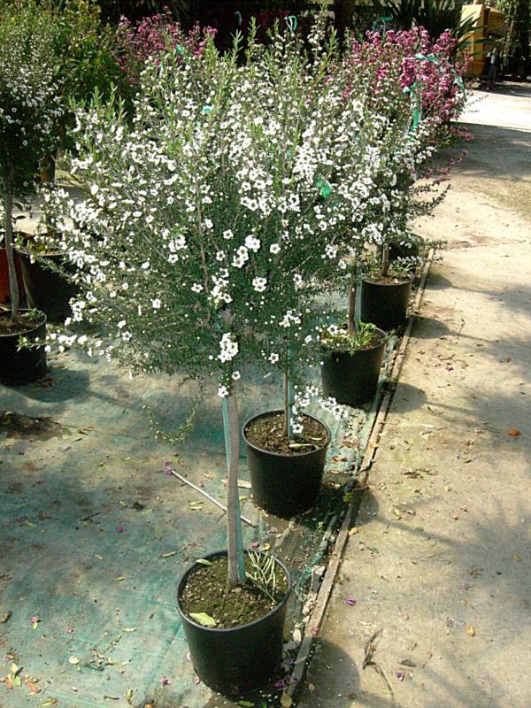 Leptospermum scoparium (En variétés séléctionnées)