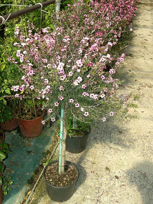 Leptospermum scoparium (En variétés séléctionnées)