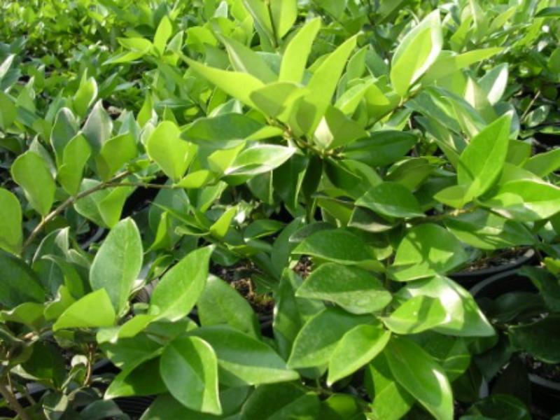 Ligustrum texanum (En variétés)