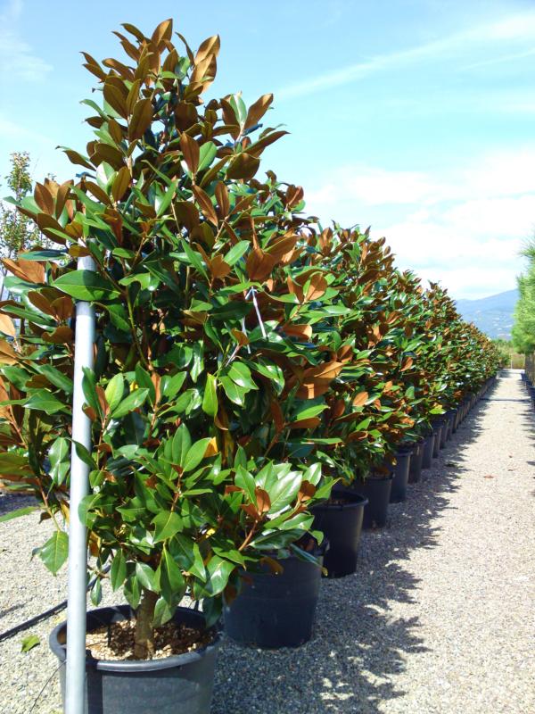 Magnolia grandiflora 'Gallisoniensis'