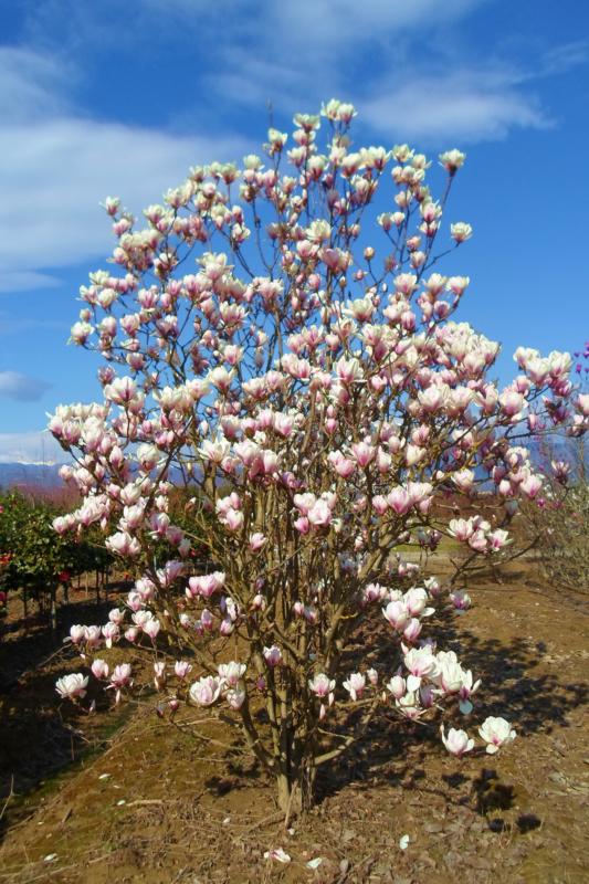Magnolia soulangeana 