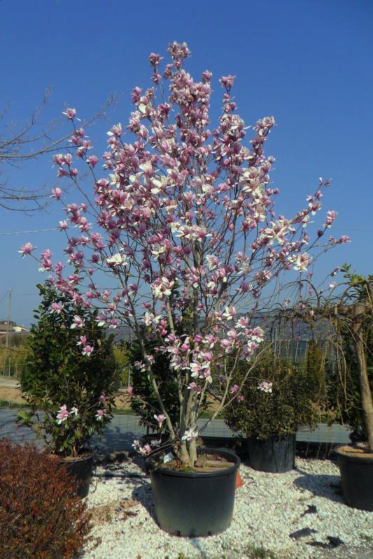 Magnolia soulangeana 