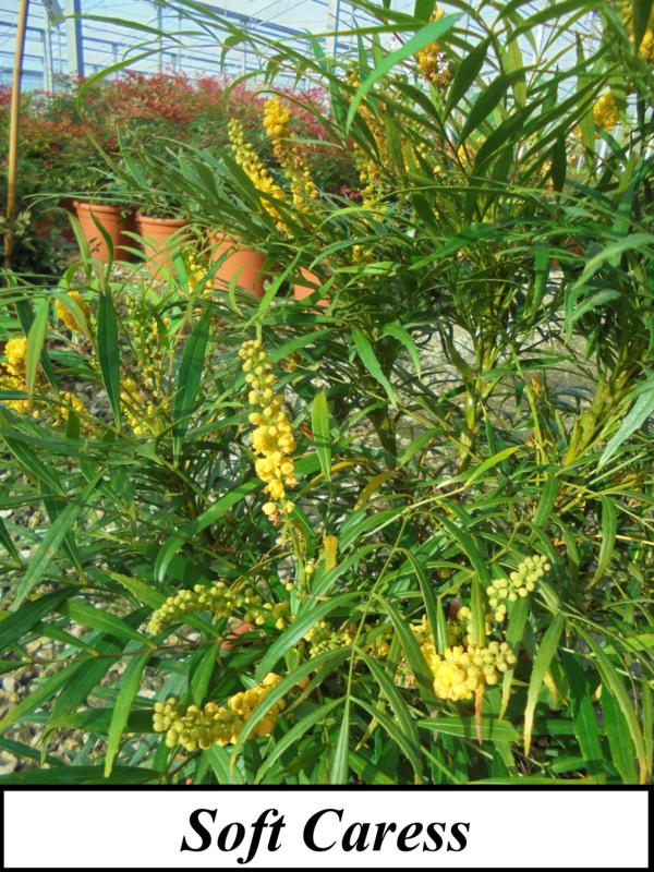 Mahonia eurybracteata (En variétés séléctionnées)