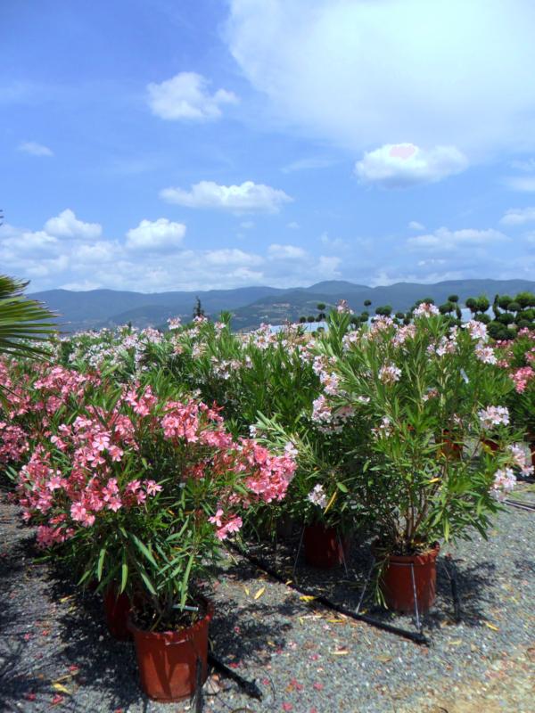 Nerium oleander (En variétés séléctionnées)