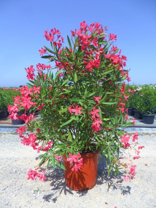 Nerium oleander (En variétés séléctionnées)
