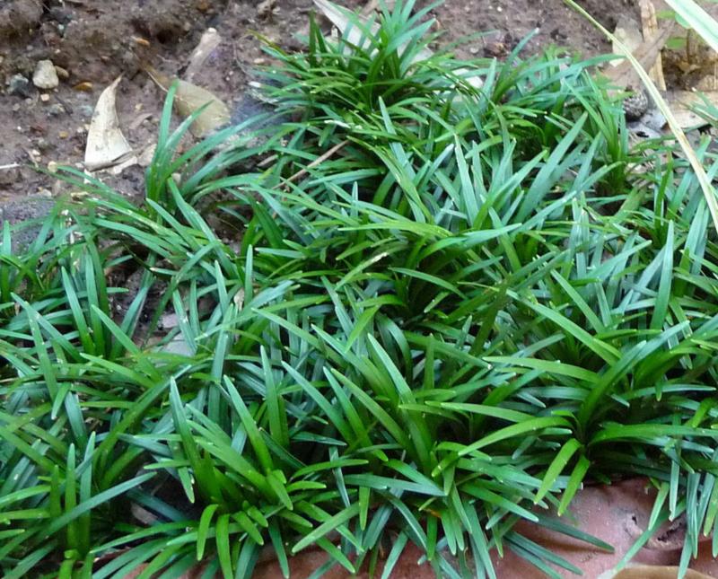 Ophiopogon japonicus (Convallaria japonica)
