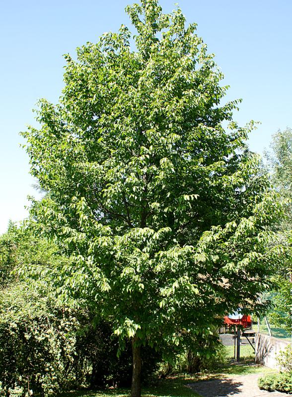 Ostrya carpinifolia