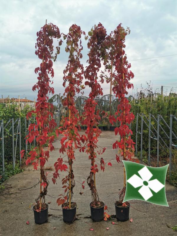 Parthenocissus quinquefolia (Vigne vierge)