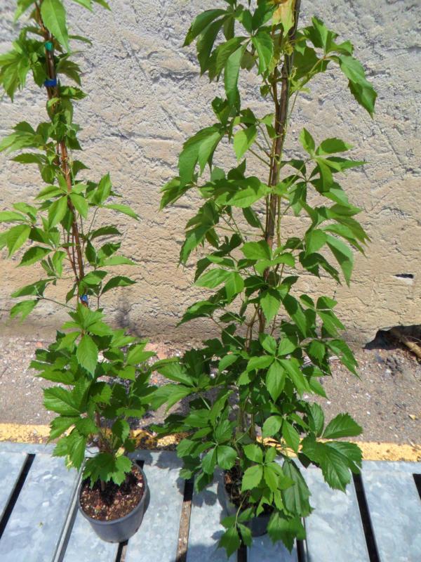 Parthenocissus quinquefolia (Vigne vierge)
