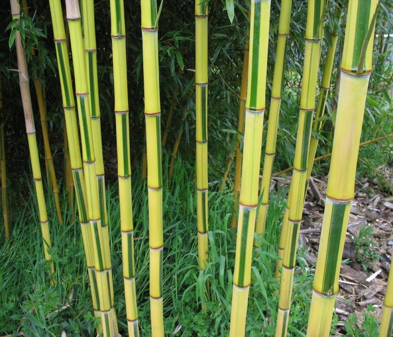 Bambusa aureosulcata 'Spectabilis' (Phyllostachys aur. 'Spectabilis')