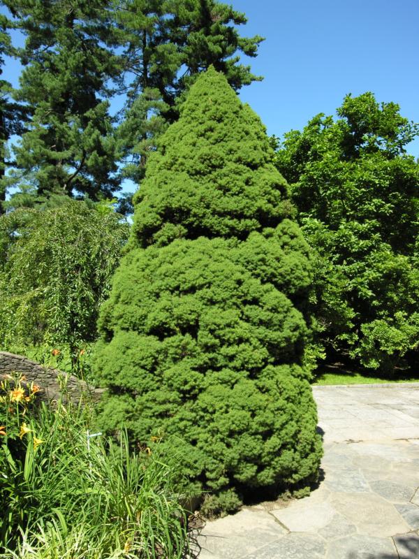 Picea glauca 'Conica' (P. albertiana conica)