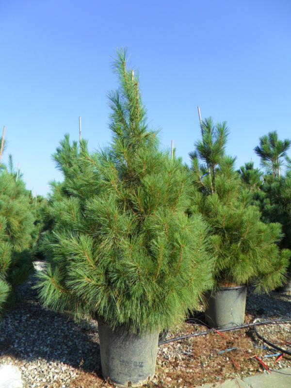 Pinus excelsa (griffithii) (wallichiana)