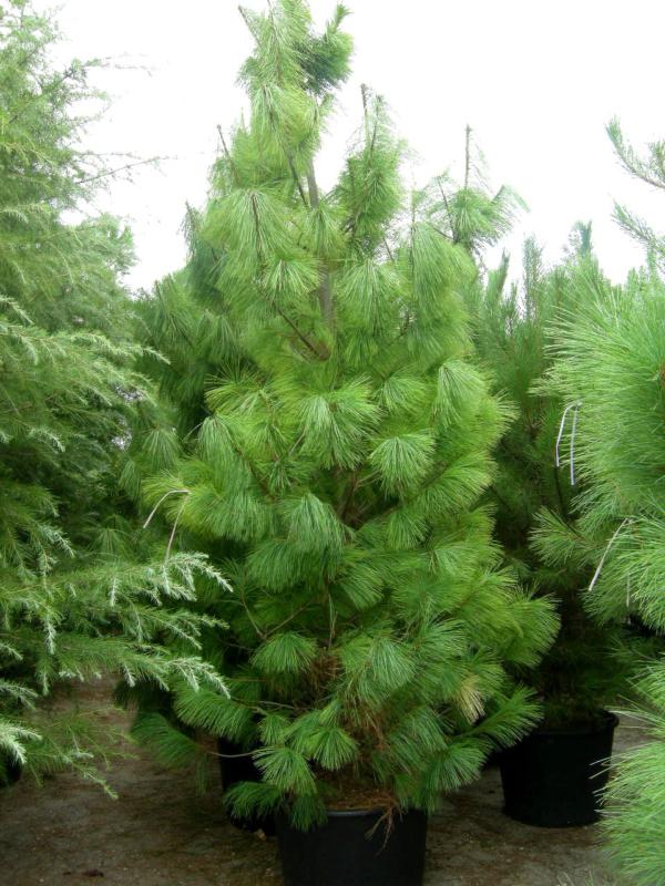 Pinus excelsa (griffithii) (wallichiana)