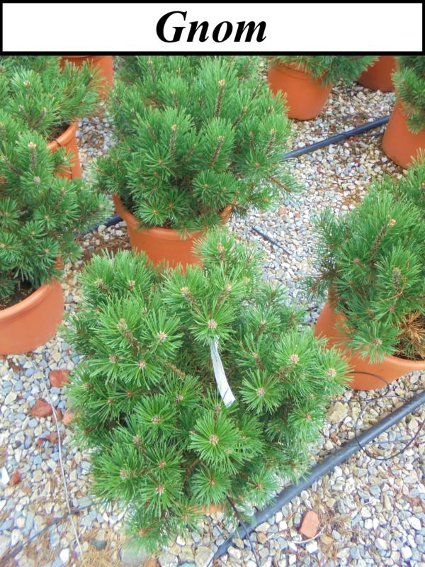 Pinus mugo (En variétés séléctionnées)