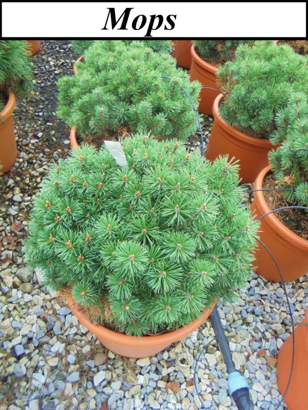 Pinus mugo (En variétés séléctionnées)