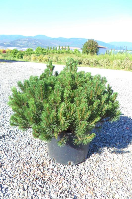 Pinus mugo 'Mughus'