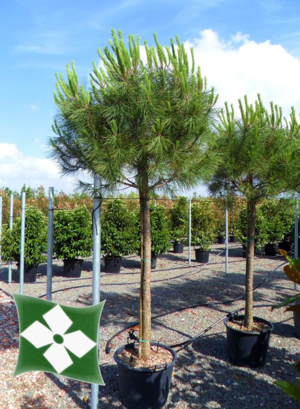Pinus pinea (pin parasol)