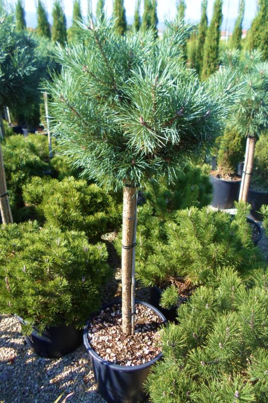 Pinus sylvestris 'Watereri' (sylvestris 'Nana')