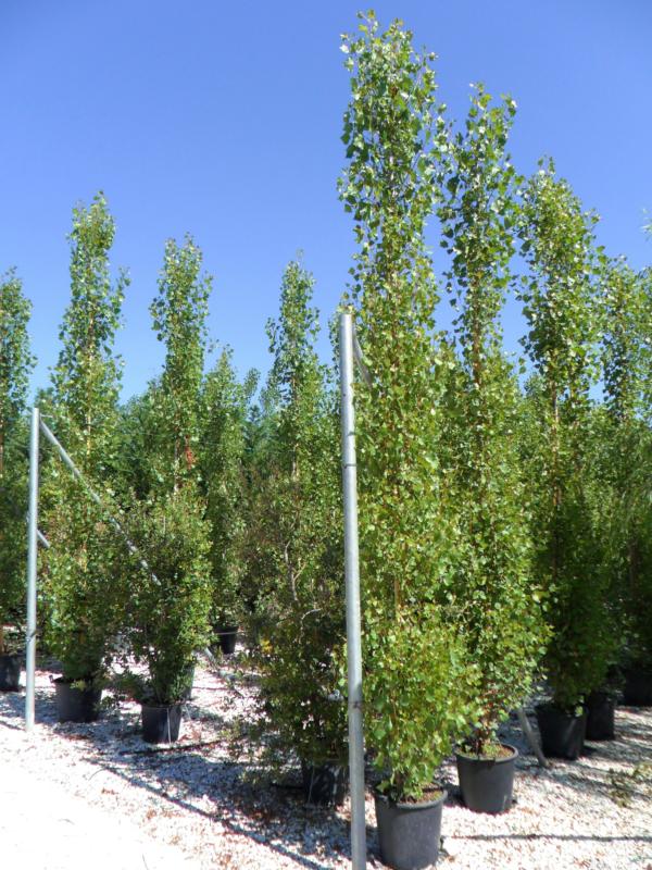Populus nigra 'Italica' (Pyramidalis)