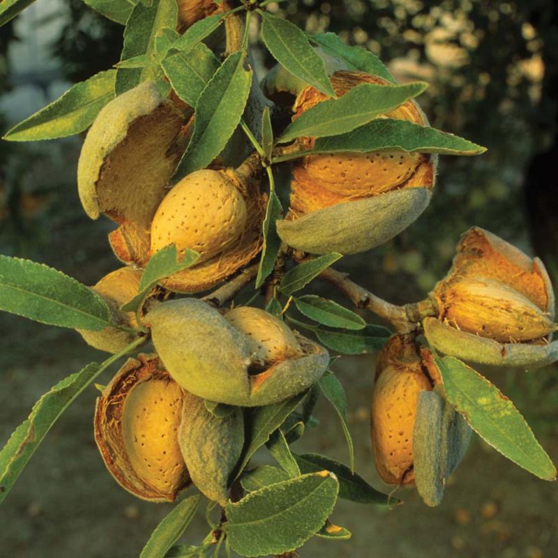 Prunus amygdalus (Amandier)
